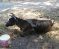 Παλαιά Λυκόγιαννη Ημαθίας: Έκκληση για τη σωτηρία της τραυματισμένης αγελάδας